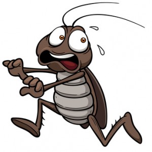 cockroach illustration