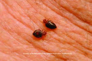 Bed bugs on human skin