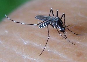 Broward Mosquitoes Zika vs Dengue